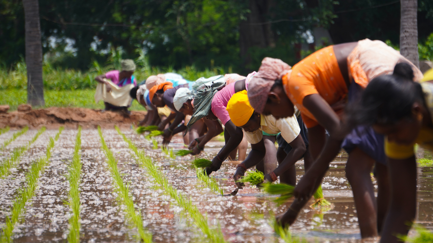 Crowdfarming: A business opportunity in Africa by Monica Kagulo 